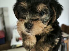 Puiut Yorkshire Terrier fetita 8 saptamani