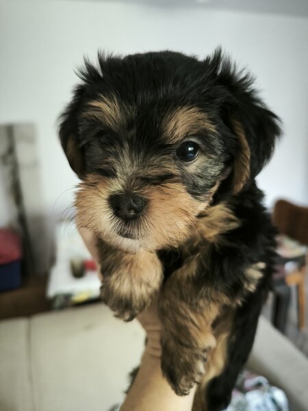 Puiut Yorkshire Terrier fetita 8 saptamani