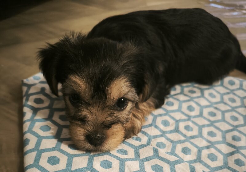 Puiut Yorkshire Terrier fetita 8 saptamani