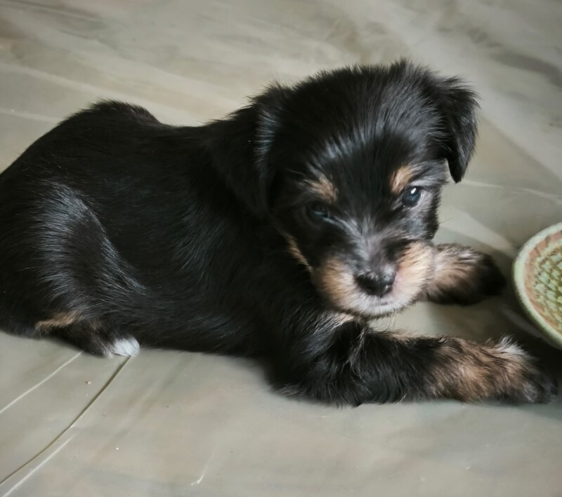 Puiut Yorkshire Terrier fetita 8 saptamani